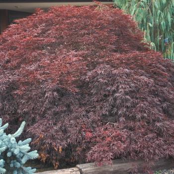 10G Acer Palmatum Dissectum Tamukeyama Threadleaf Weeping Japanese Maple