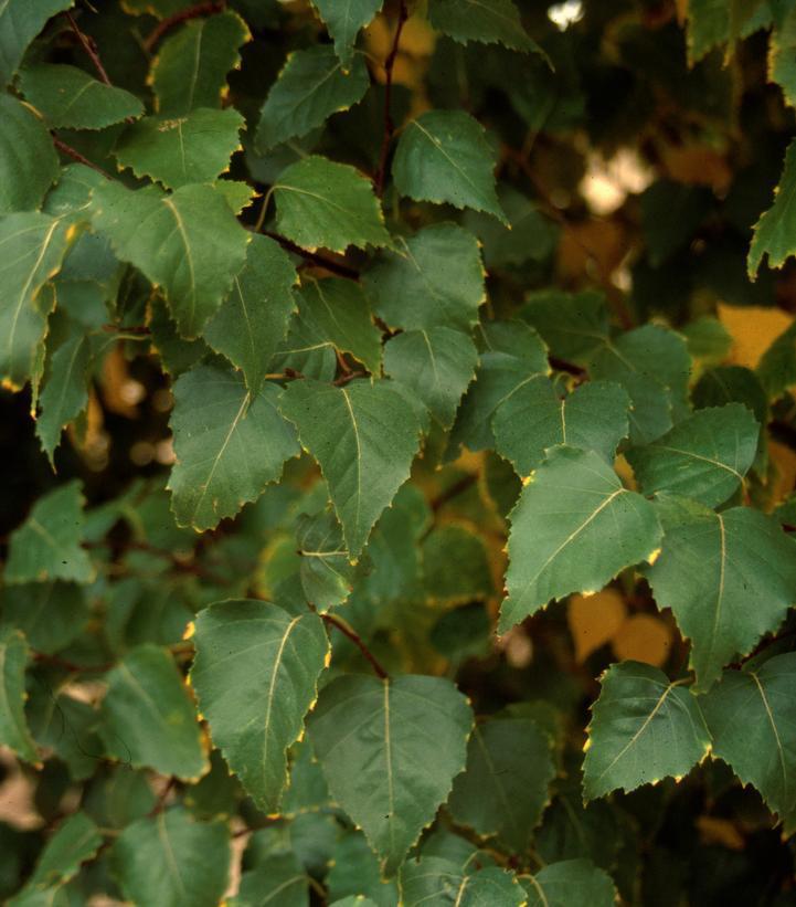 Betula platyphylla 'Dakota Pinnacle' Dakota Pinnacle  Japanese Birch #15