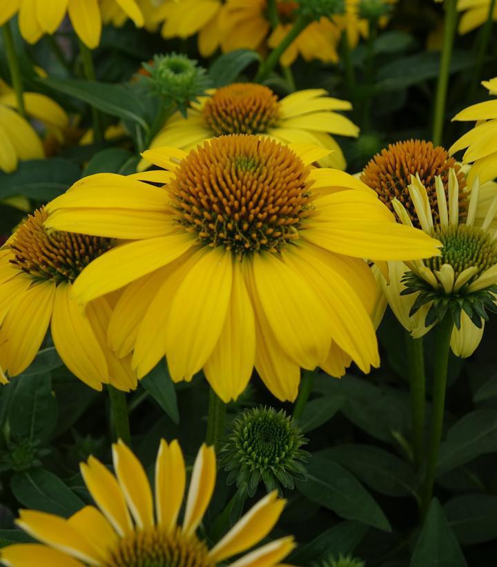 2G Echinacea Sombrero® 'Lemon Yellow Improved' ('Balsomemyim') Lemon Yellow Improved Cone Flower: Patent PPAF