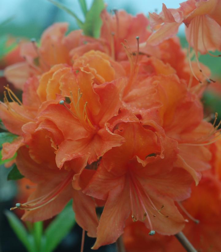 3G Azalea 'Mandarin Lights' Deciduous Mandarin Lights Azalea 1001998