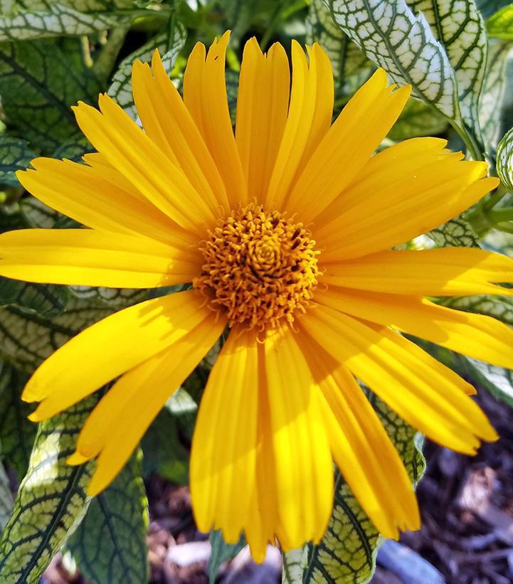 8" HELIOPSIS HELIANTHOIDES `SUNSTRUCK` Sunstruck False Sunflower: Patent PP25,524 1008869