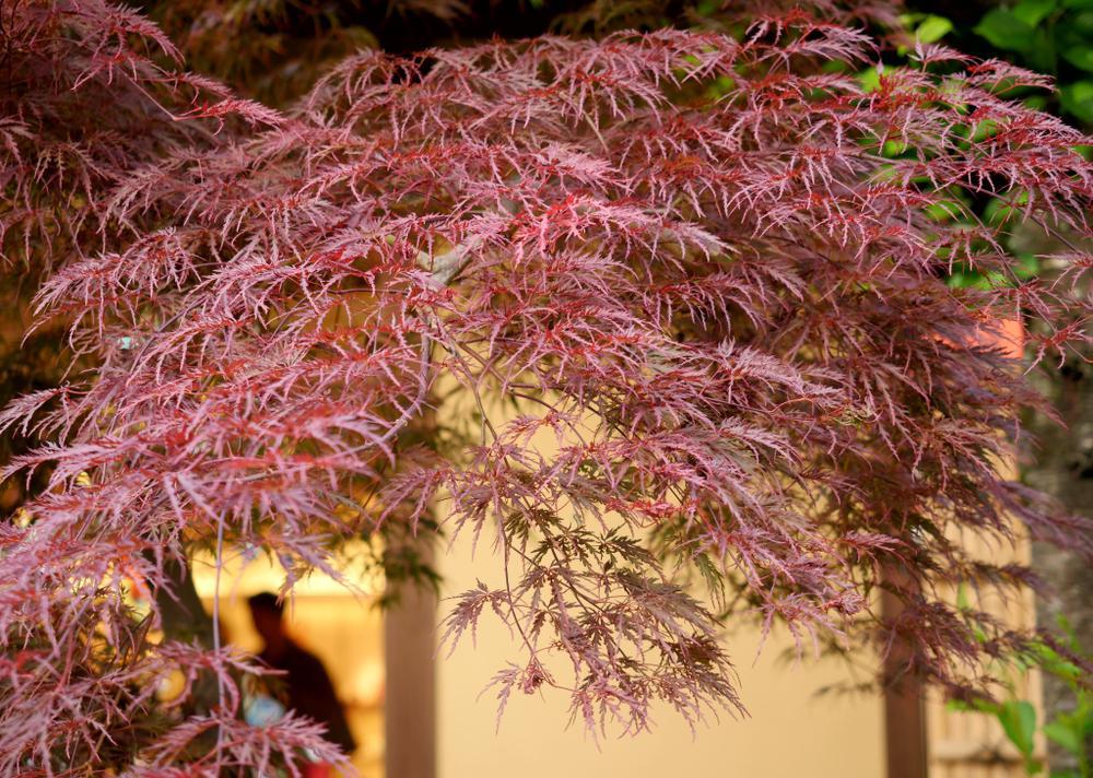 5G ACER PAL. DIS. `RED DRAGON` Red Dragon Weeping Japanese Maple 1002733