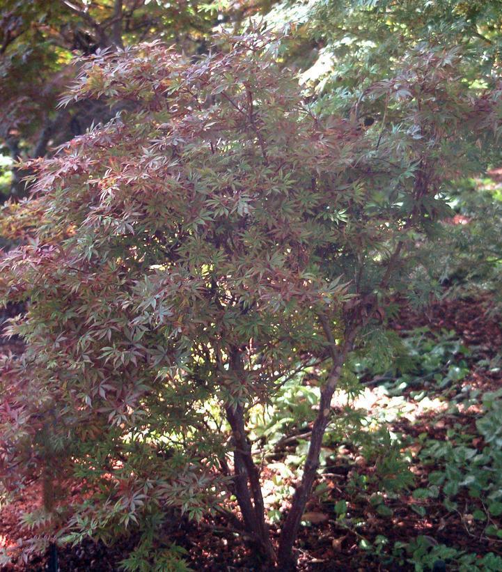 3G Acer Palmatum 'Shaina' Shaina Japanese Maple 1003616