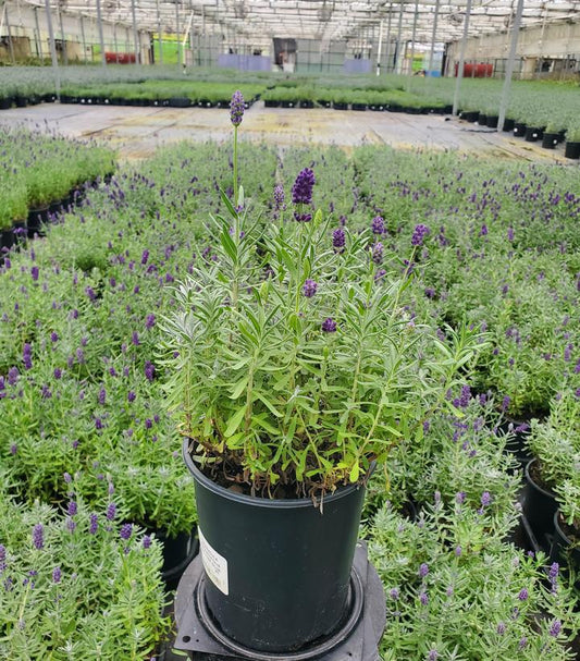 1G Lavandula Angustifolia 'Big Time Blue' - Lavender - 1015257