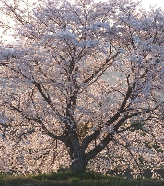 PRUNUS X 'YEDOENSIS' Yoshino Cherry (Japanese Flowering Cherry) 1014681