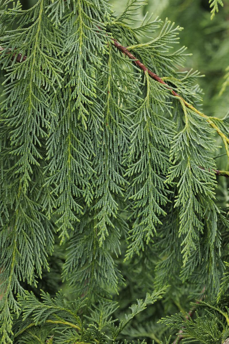 3G Chamaecyparis nootkatensis 'Pendula' Weeping Alaskan Cedar