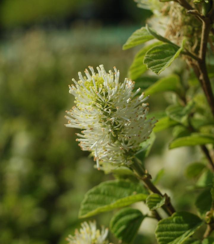 Fothergilla major 'Mount Airy' Mt. Airy Fothergilla