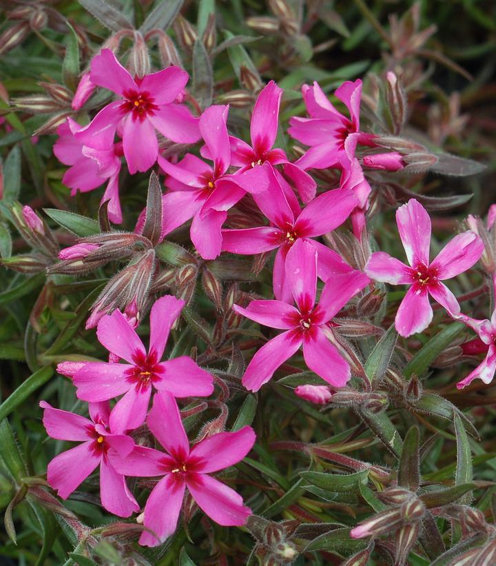 1G Phlox subulata 'Scarlet Flame' Scarlet Flame Moss Phlox (Creeping Phlox) 1000962