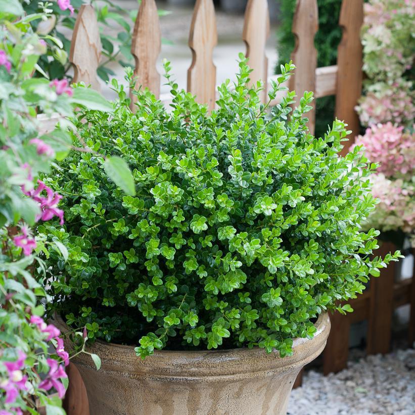 3G Buxus microphylla Sprinter® ('Bulthouse') Sprinter®: Patent PPAF 1008179