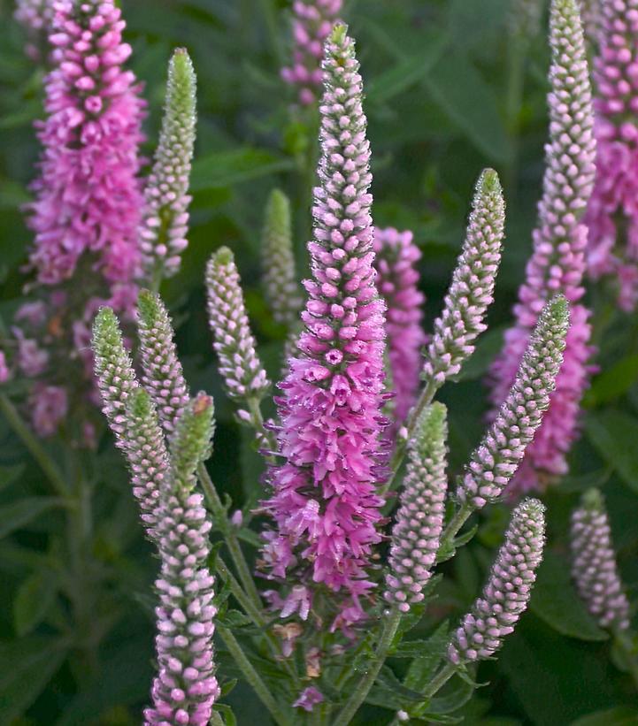 1G Veronica hybrid Magic Show® 'Pink Potion' Pink Potion Spike Speedwell: Patent PPAF 1008873