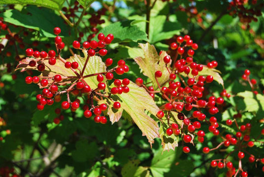 3G Viburnum dilatatum 'Cardinal Candy' ('Henneke') Cardinal Candy® Viburnum 1003737