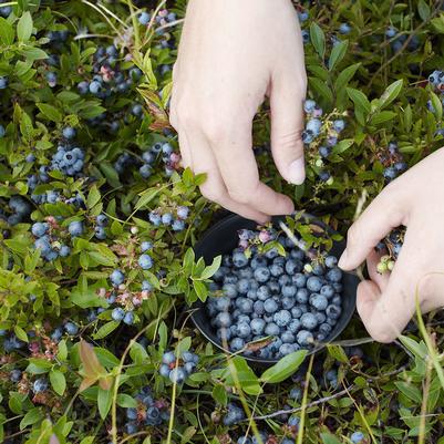 1G VACCINIUM ANGUSTIFOLIUM Lowbush Blueberry 1001135