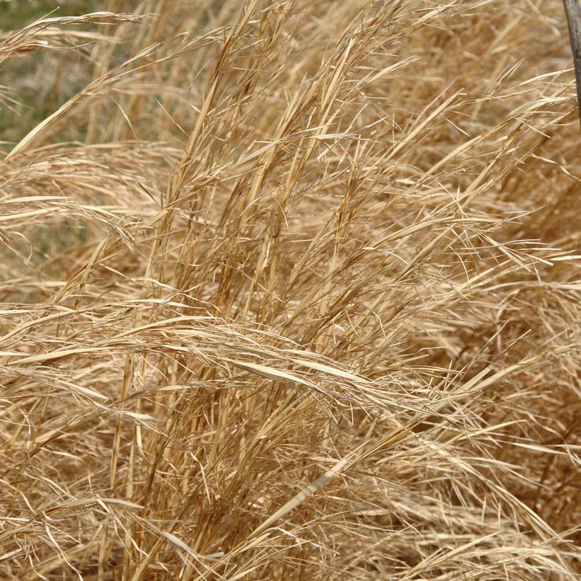 1G ANDROPOGON VIRGINICUS (Broom Sedge) 1011032