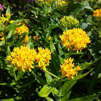 1G ASCLEPIAS TUBEROSA `HELLO YELLOW` (Butterfly Milkweed) AB 1008606