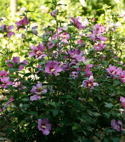 #3 Hibiscus syriacus Purple Satin® Purple Satin® Rose of Sharon: Patent PP28,839