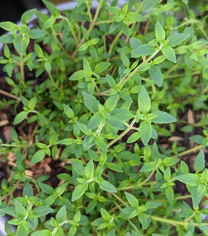 1G THYMUS VULGARIS- ENGLISH  THYME 1001310