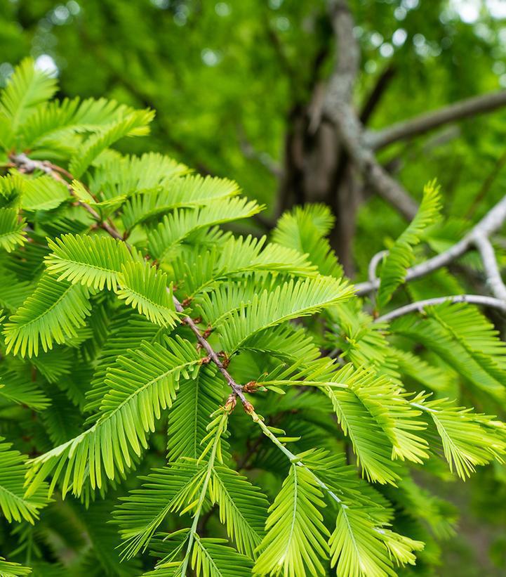 5G METASEQUOIA GLYPTOSTROBOIDES (Dawn Redwood)