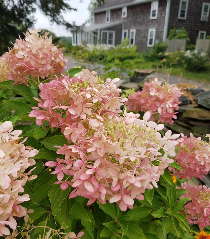 7G HYDRANGEA PAN. `PHANTOM` - TREE Phantom Panicle Hydrangea 1006306