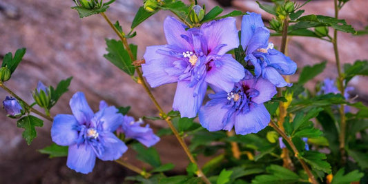 10G Hibiscus Syr Blue Chiffon ('Notwoodthree') Blue Chiffon® Rose of Sharon: Patent PP20,574