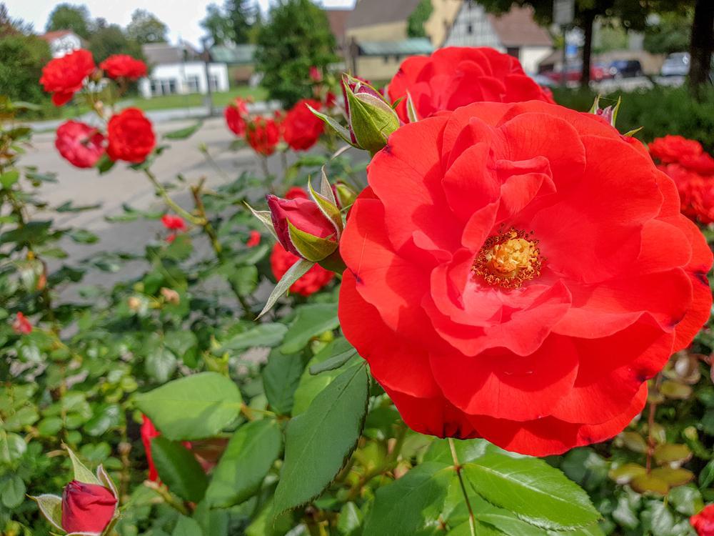 3G Rosa 'Fragrant Cloud' Hybrid Tea Rose 1002666