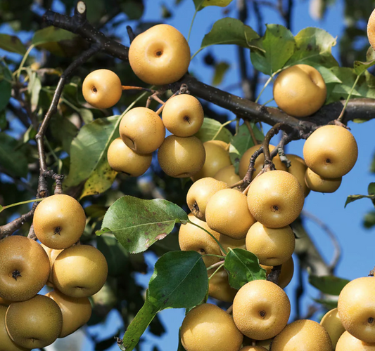 5G Asian Pear Tree - Shinesiki - 5740