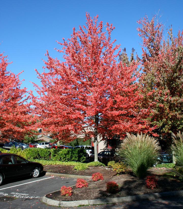 15G Acer Rubrum Red Sunset Red Maple ('Franks Red') Red Sunset® Red Maple