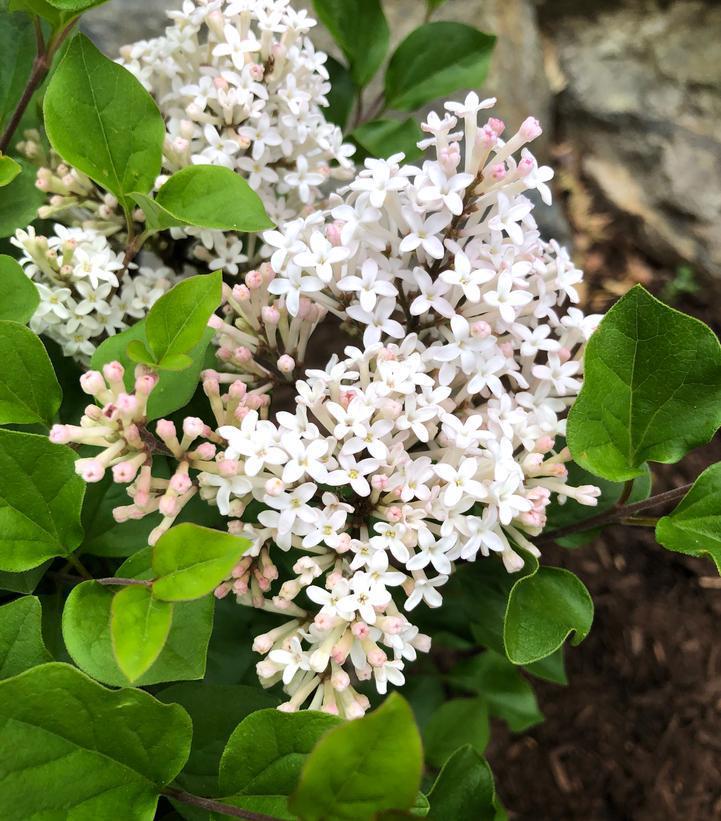 3G Syringa meyeri 'Pearl Potion' ('JDB123WHITEHOUSE') Pearl Potion Lilac: Patent PP31,664 1013393