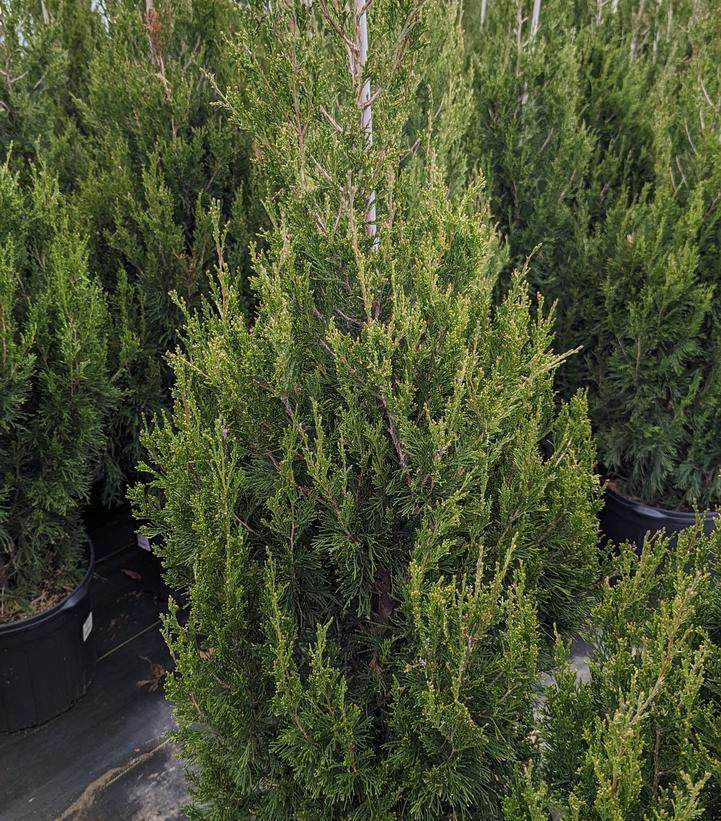 7G Juniperus chinensis 'Spartan' Spartan Juniper