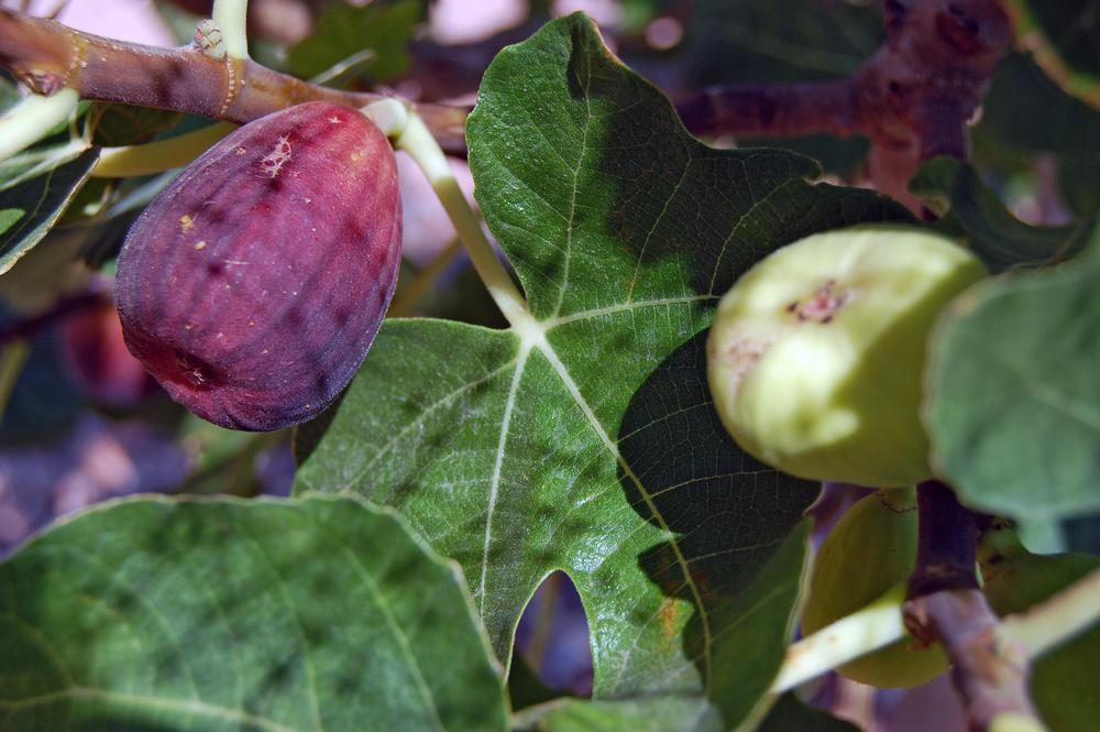 3G Ficus carica 'Verns Brown Turkey' Verns Brown Turkey Fig 1007917