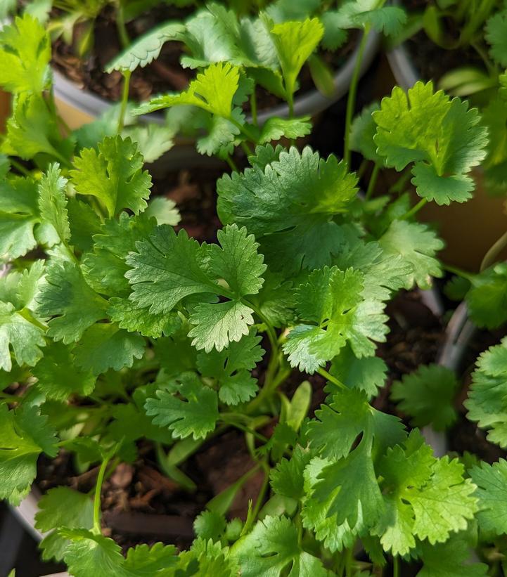 4.5" Coriandrum sativum 'Cilantro' (Coriander) 1015221