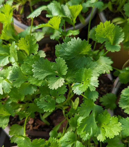 1G Coriandrum sativum 'Cilantro' (Coriander) 1002113