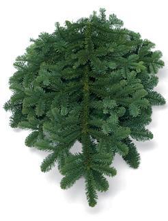 Noble Fir Tips by the pound 5001