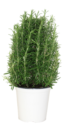 6" Rosemary Christmas Tree F1315