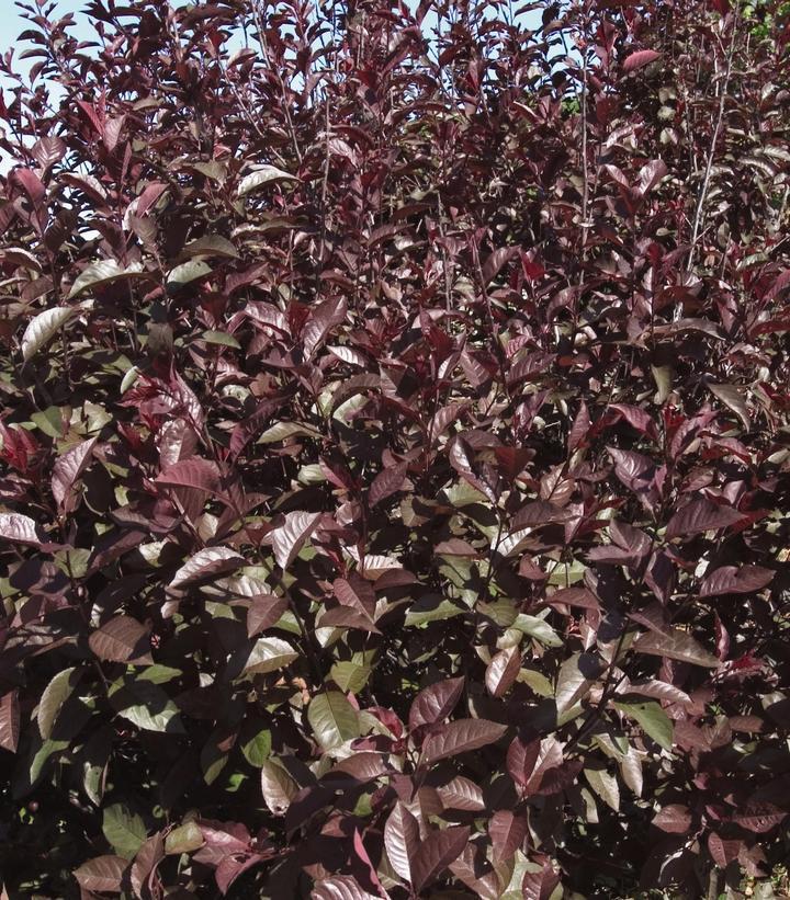 3G Prunus 'Cistena' Purple Leaf Sand Cherry 1000145