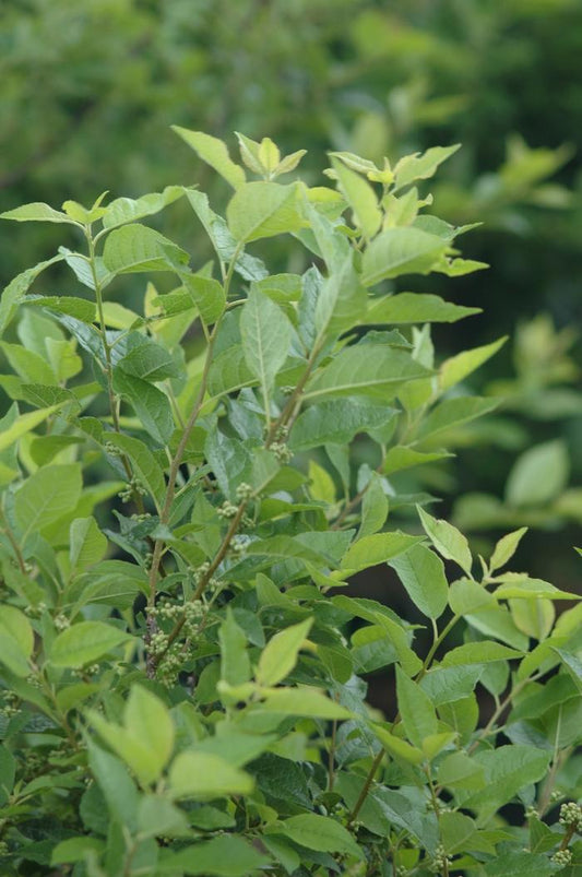 3G Ilex Serrata X Vert. 'Apollo' (Male no berries): Female-Winter Red, Winter Gold, Wildfire, Sparkleberry, Harvest Red, & Afterglow 'Apollo Winterberry'