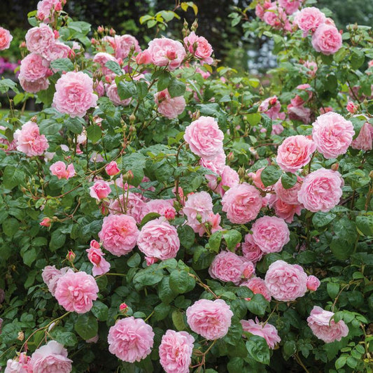 3G Rosa Strawberry Hill Strawberry Hill English Climbing Rose: Patent PP18716 1007550