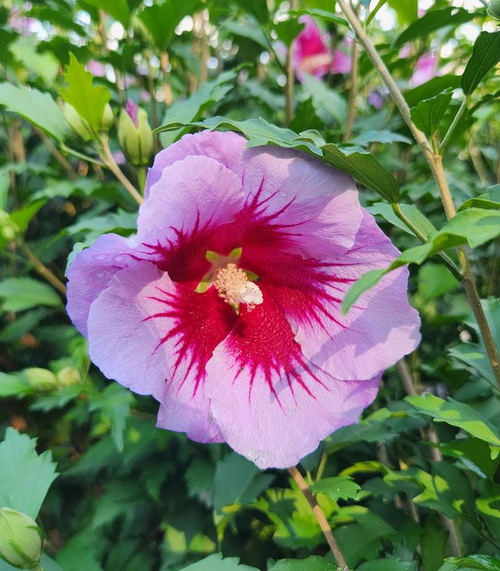 3G Hibiscus syriacus Purple Pillar ('Gandini Santiago') Purple Pillar® Rose of Sharon: Patent PP25,5681008262