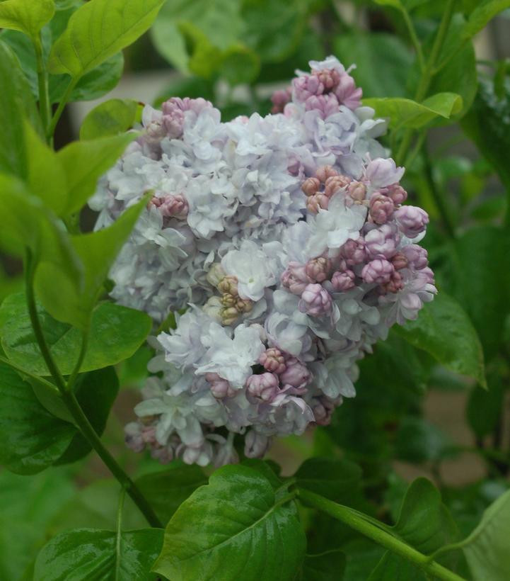 5G Syringa 'Equinox Valley' Equinox Valley Lilac