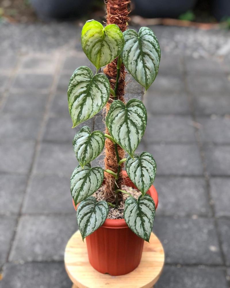 7" Totem Philodendron Brandtianum