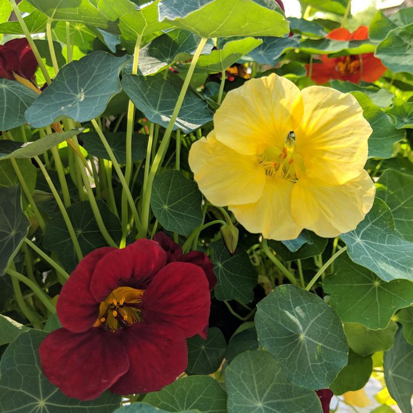 1G Tropaeolum majus 'Night and Day' Night and Day Nasturtium 1010081