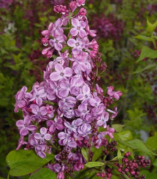 3G Syringa X hyacinthiflora 'Pocahontas' Pocahontas Lilac 1001364