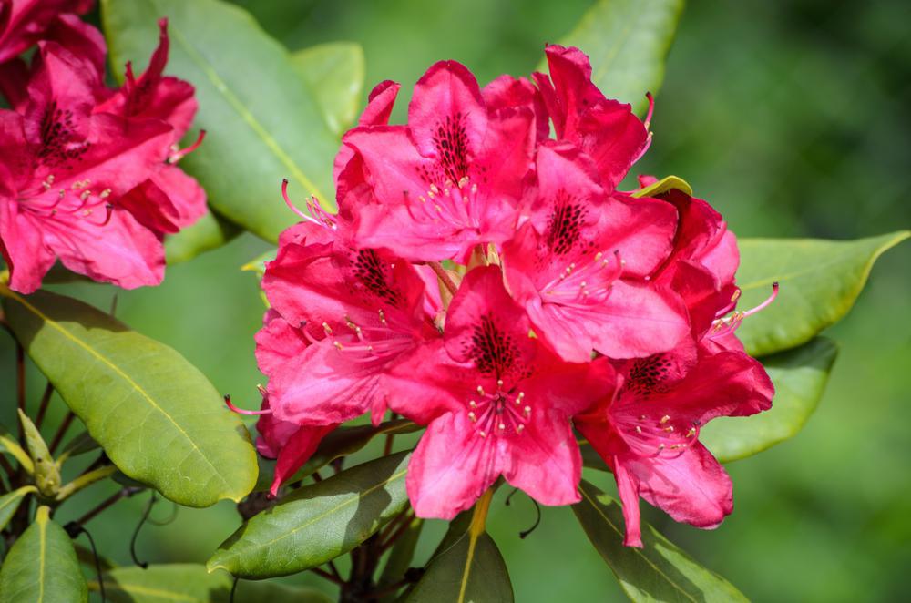 5G Rhododendron cat. 'Nova Zembla' Nova Zembla Rhododendron 1000101