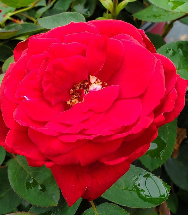 2G ROSA EE `KASHMIR` Kashmir Rose 1008249