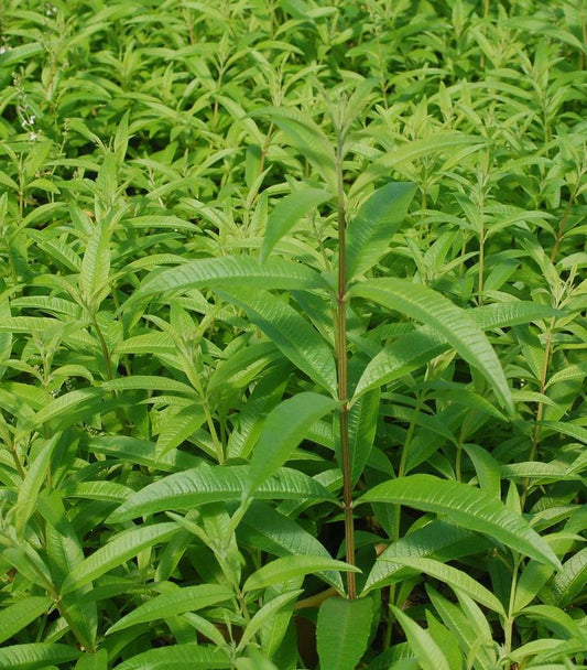 1G Aloysia triphylla Lemon Verbena 1002096