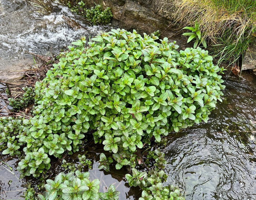 1G Mentha aquatica 'Citrata' Orange Mint 1002170