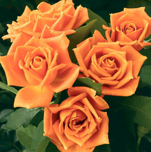 3G Rose Bush - 'Pumpkin Patch' Orange - 3610