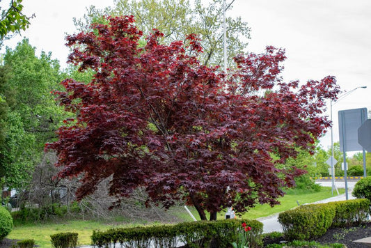 15G PLATANUS X ACERIFOLIUM `BLOODGOOD` London Planetree 1014066