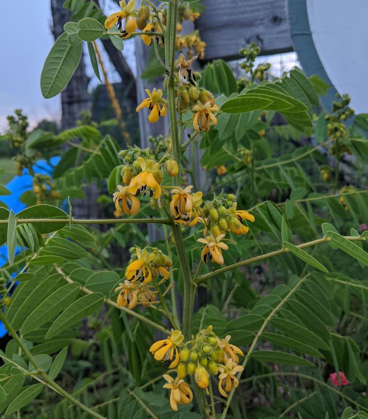 2G Senna Hebecarpa - Wild Senna - 1012896