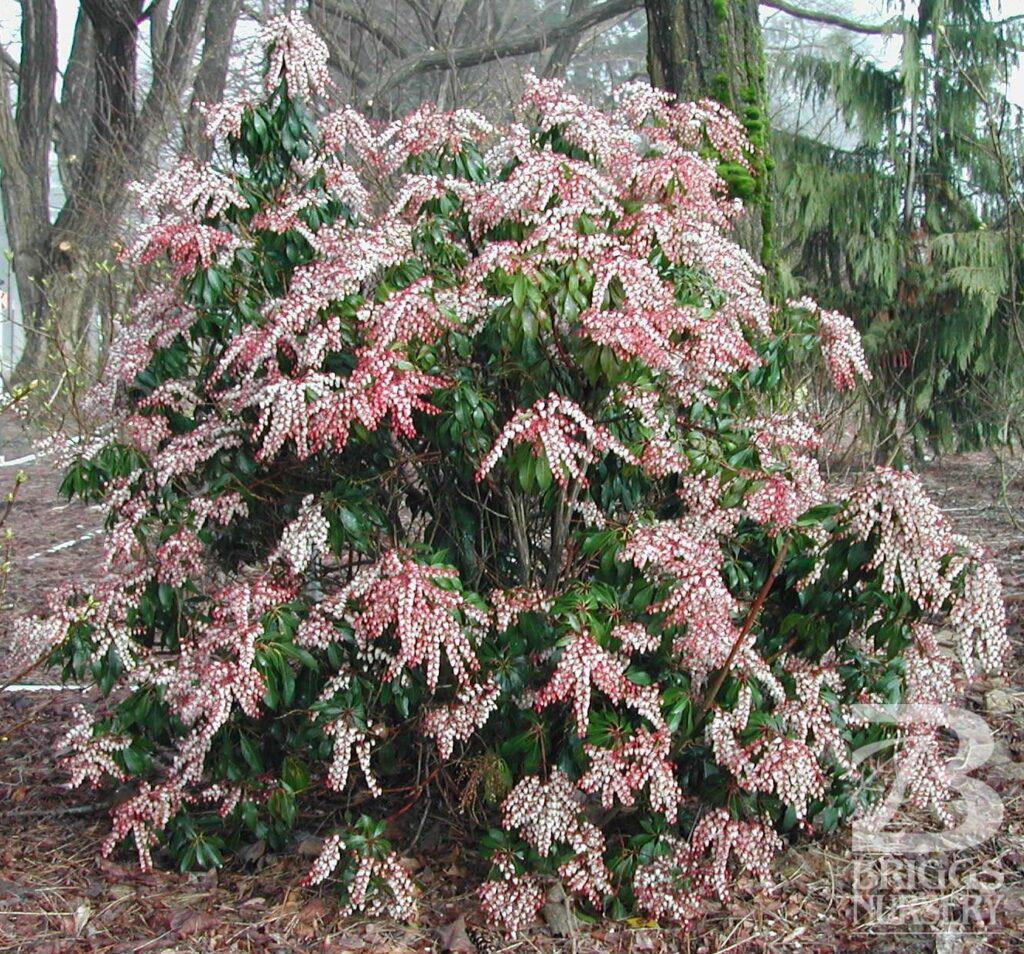 3G PIERIS JAPONICA `DOROTHY Wycoff' Dorothy Wycoff Japanese andromeda 1001163