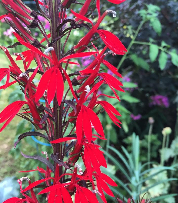 1G Lobelia 'Black Truffle' Cardinal Flower 1008194